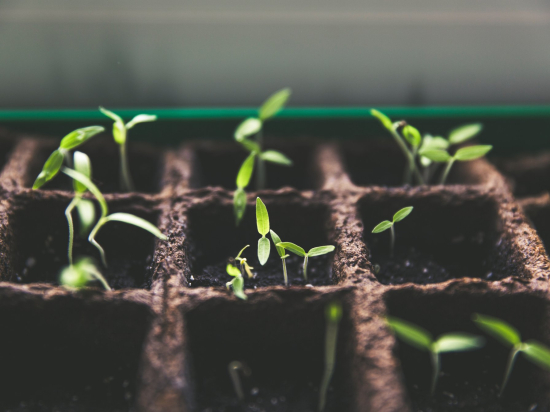 Random plant seeds (pack)