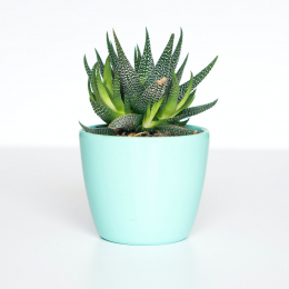 Mini aloes plant