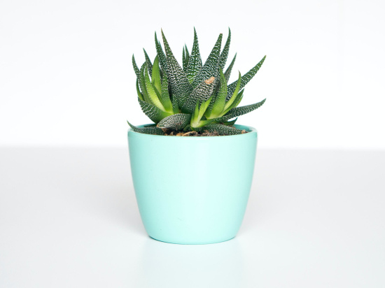 Mini aloes plant